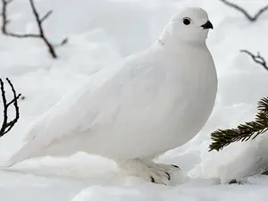 ptarmigan