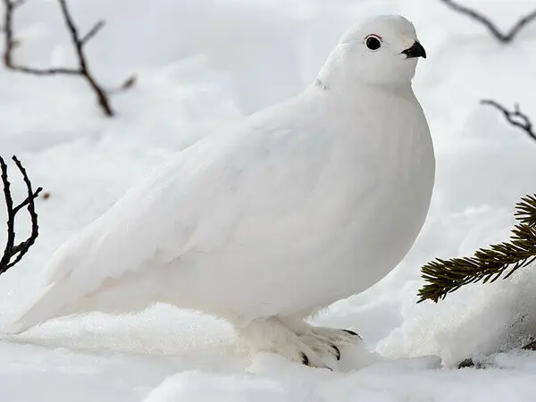 ptarmigan